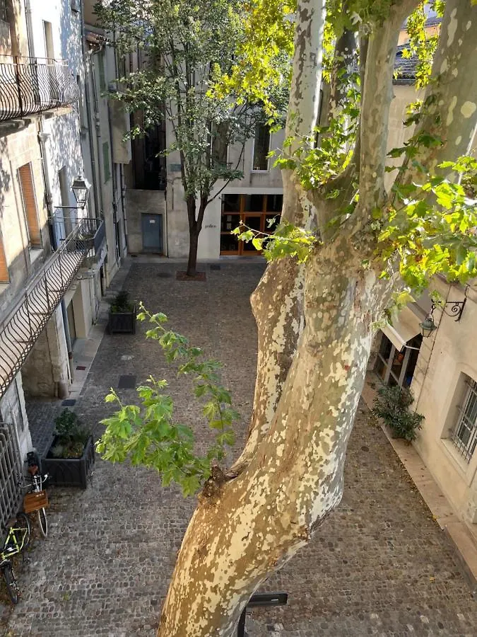 La charmante du Palais des Papes Avignon Appartement